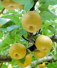 Hita Pears